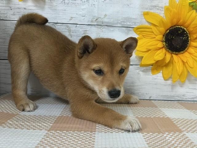 animal_image