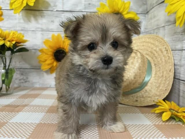 animal_image