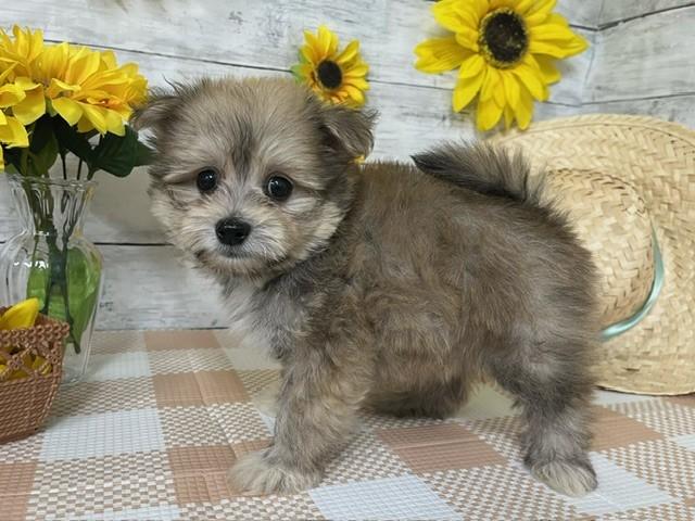 animal_image