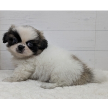 animal_image