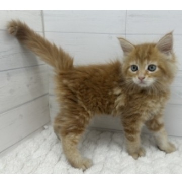 animal_image