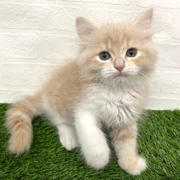 animal_image
