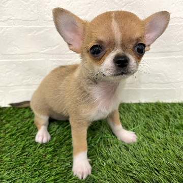 animal_image