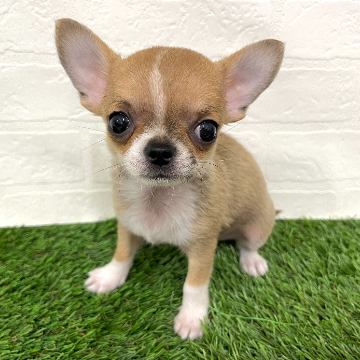 animal_image