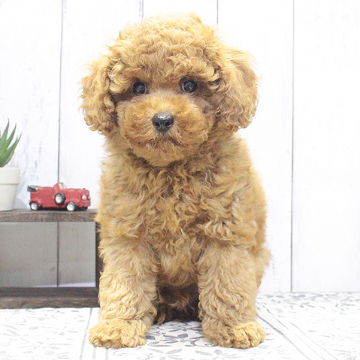 animal_image