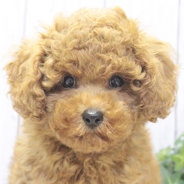 animal_image