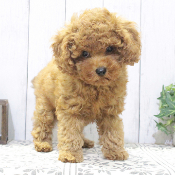 animal_image