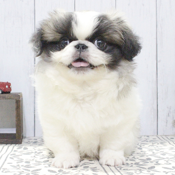 animal_image