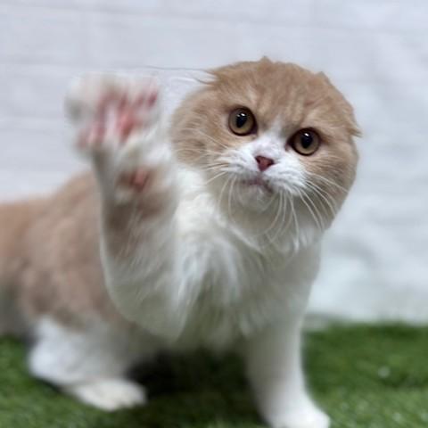 animal_image