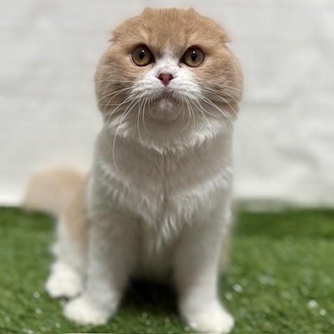 animal_image