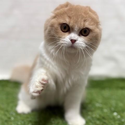 animal_image