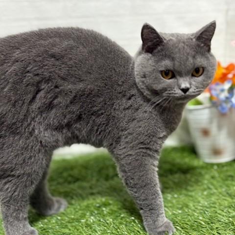 animal_image