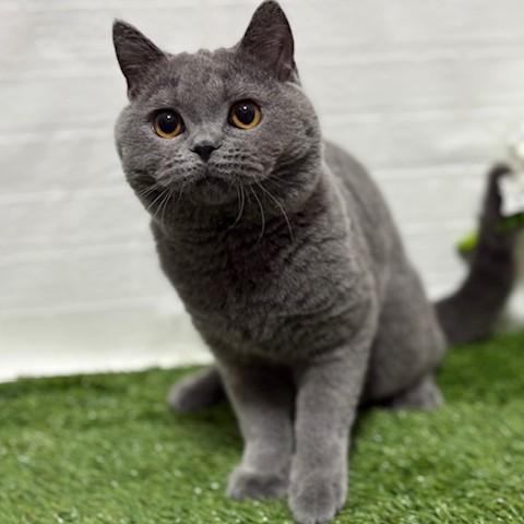 animal_image