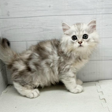 animal_image