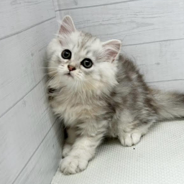 animal_image