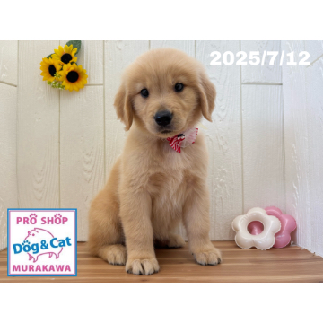 animal_image