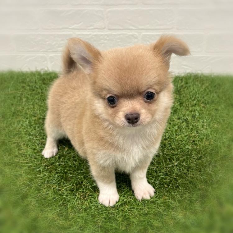 animal_image