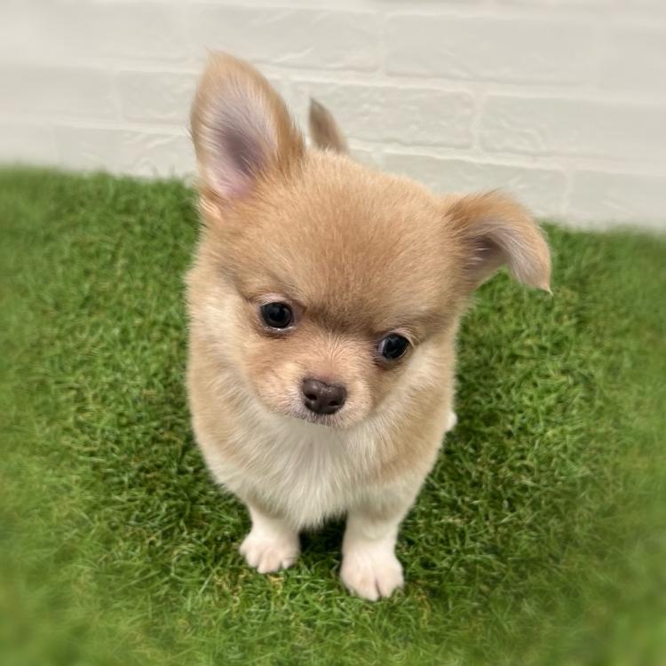 animal_image
