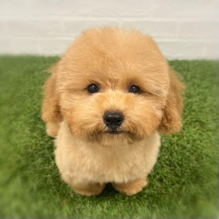 animal_image