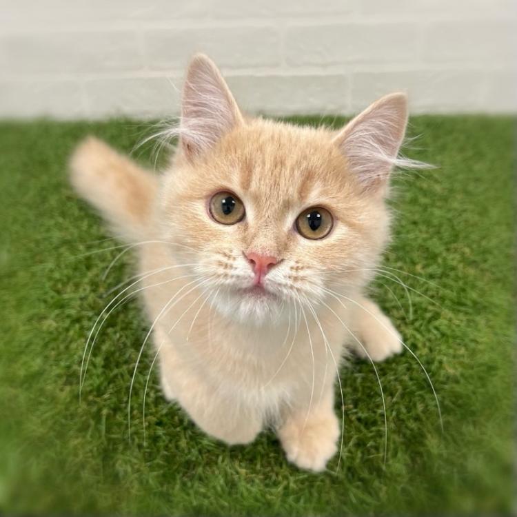 animal_image