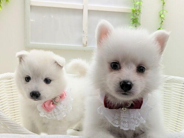 animal_image