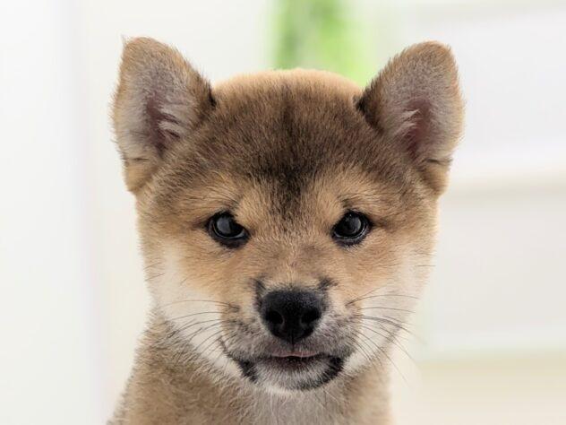 animal_image