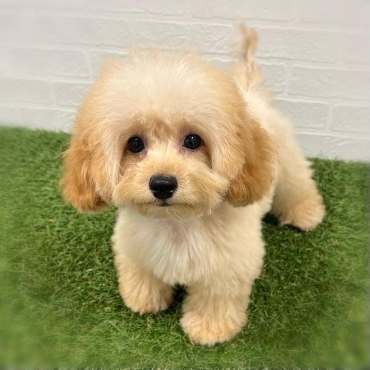 animal_image