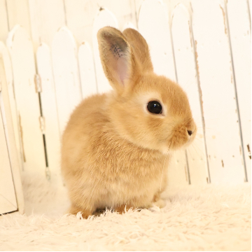 animal_image