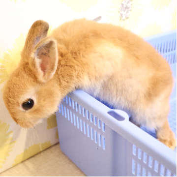 animal_image