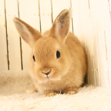 animal_image