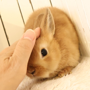 animal_image