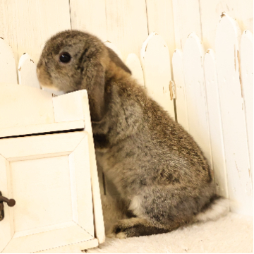 animal_image