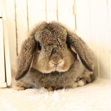animal_image