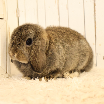 animal_image