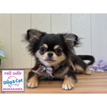 animal_image
