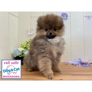 animal_image