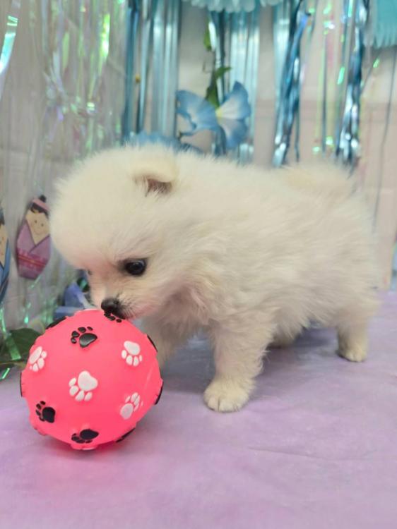 animal_image