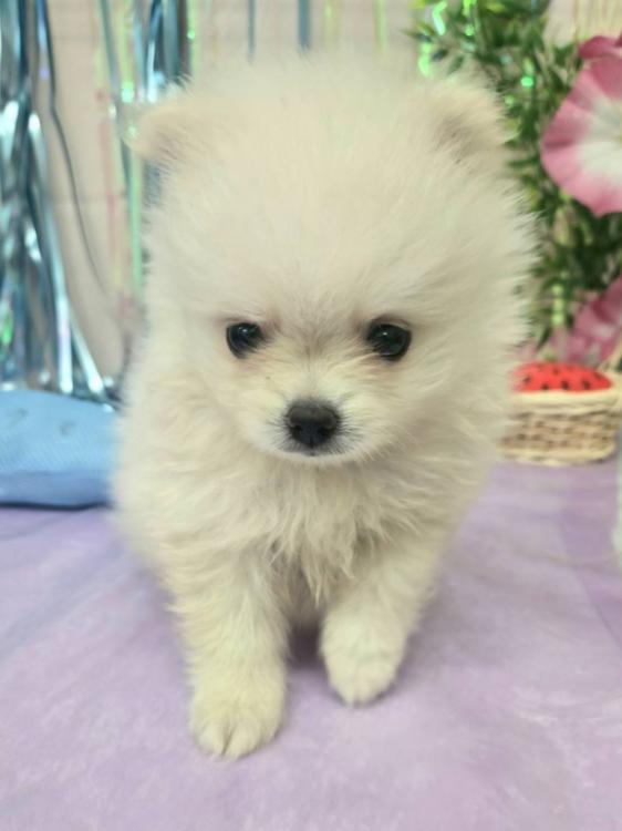 animal_image