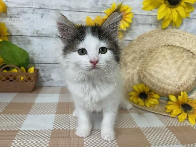 animal_image