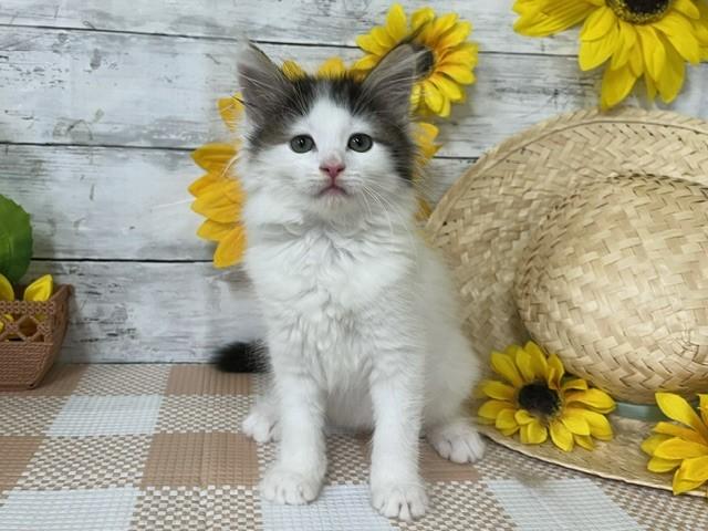 animal_image