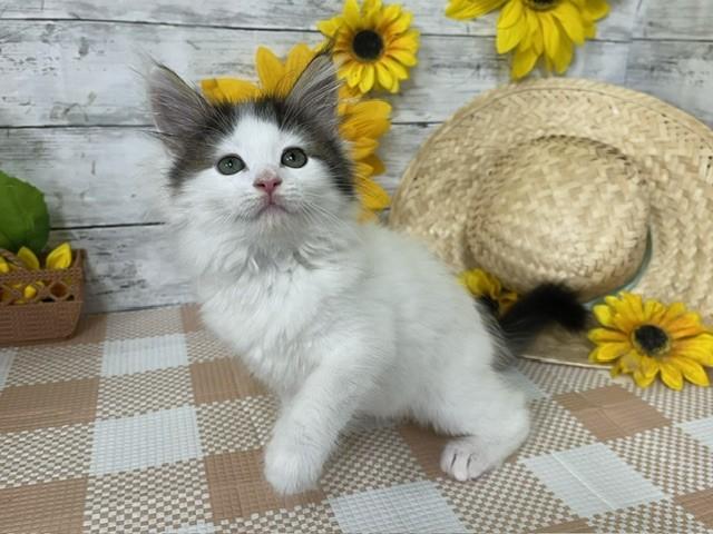animal_image