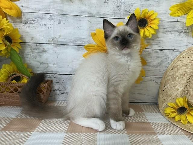 animal_image