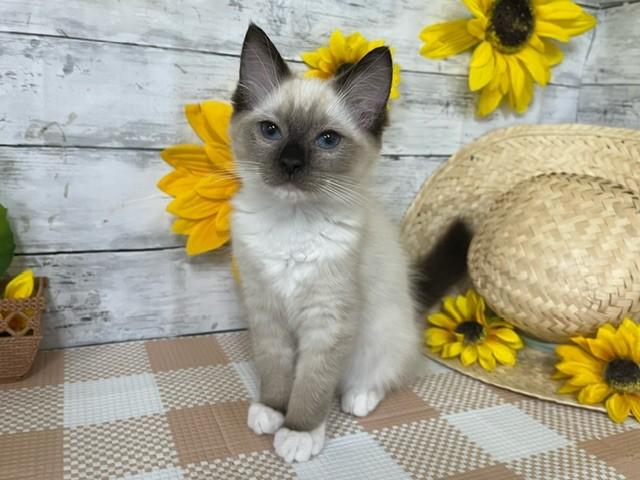 animal_image