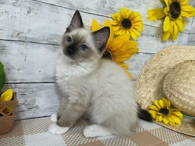 animal_image