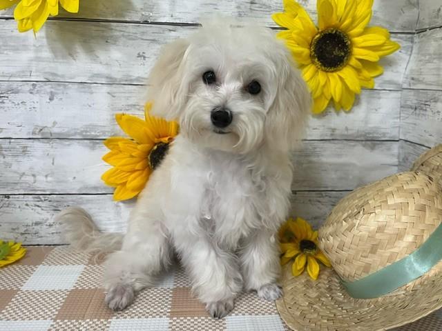 animal_image