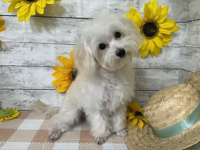 animal_image