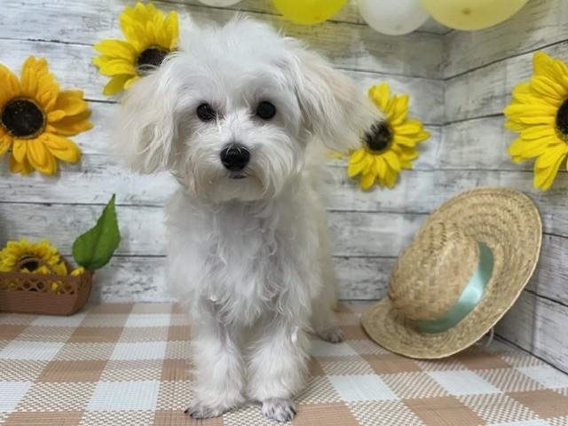 animal_image