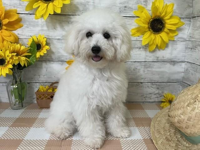 animal_image