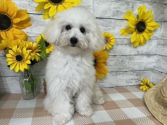 animal_image