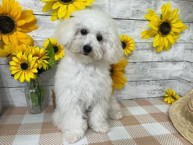 animal_image